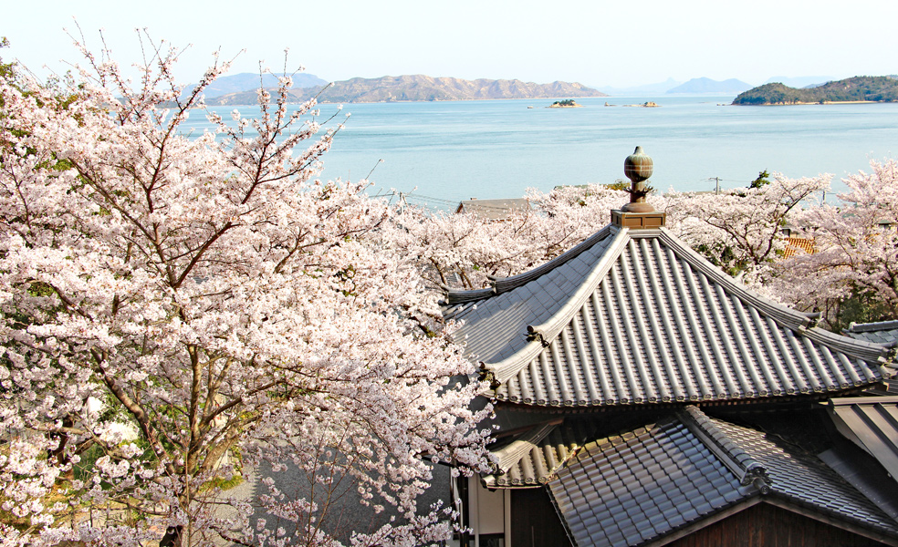 慈照院 桜